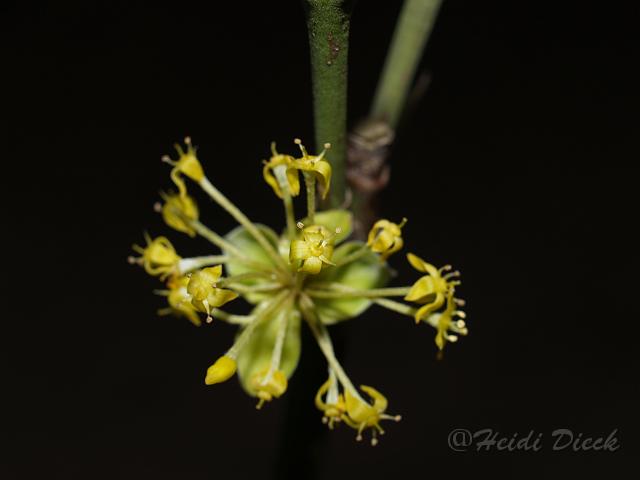 Cornus mas Kasanlaker.JPG - Cornus mas 'Kasanlaker' / Kornelkirsche / Herrenkamper Gärten